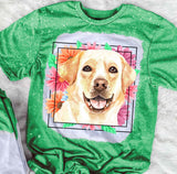 Labrador Mama