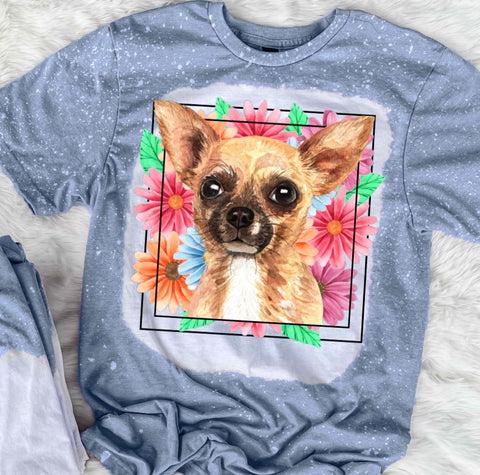 Chihuahua Mama
