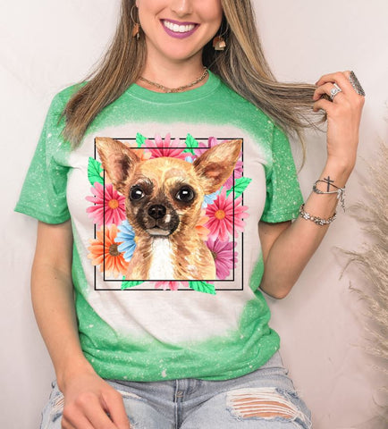 Chihuahua Mama